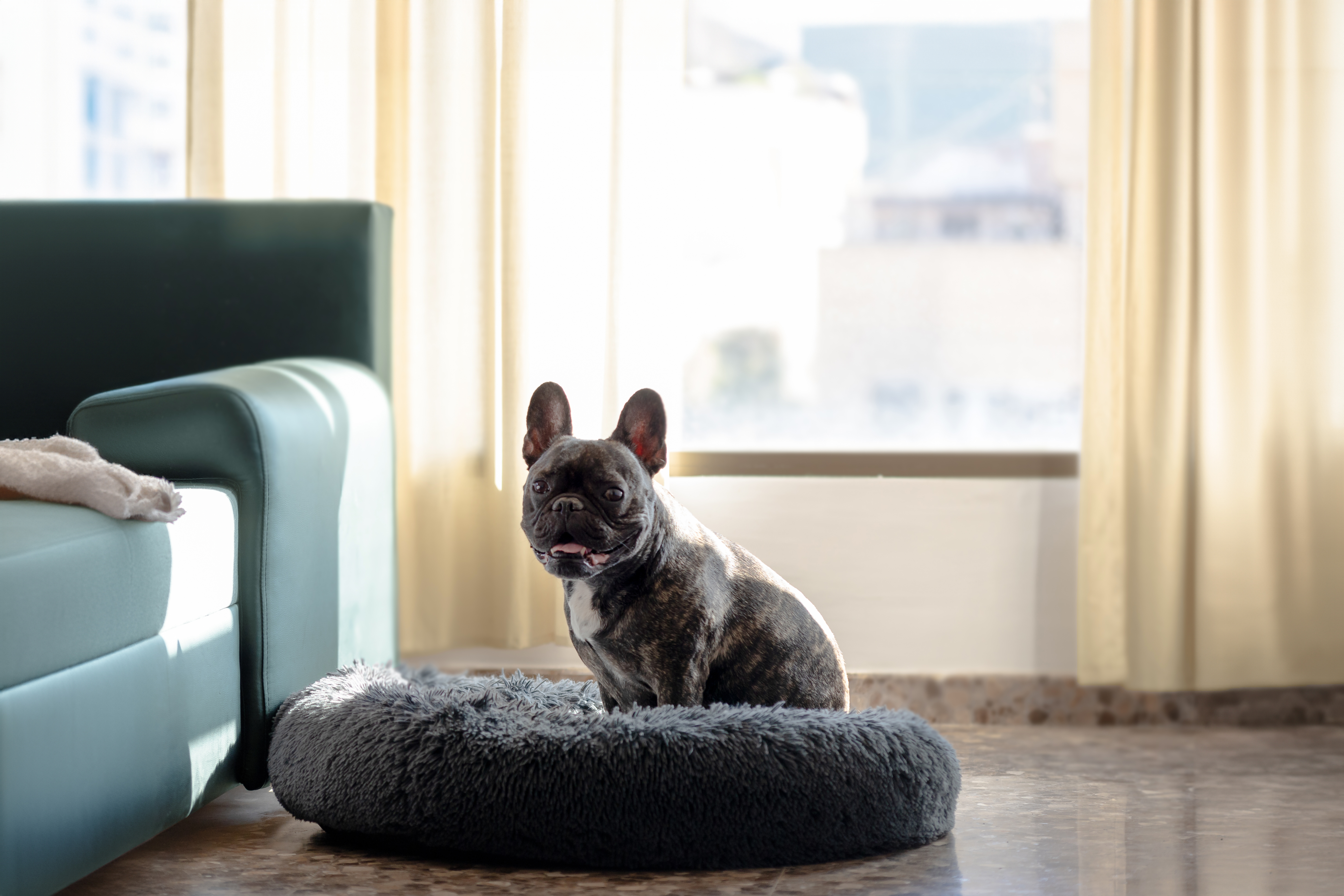 Pet immune smart home motion sensor 